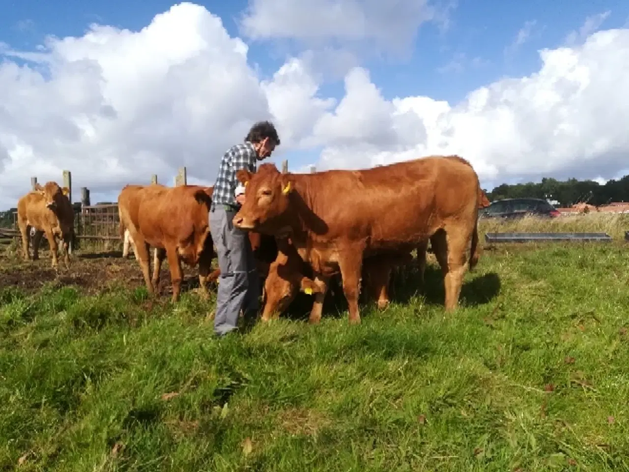 Billede 1 - Limousine kælvekvier