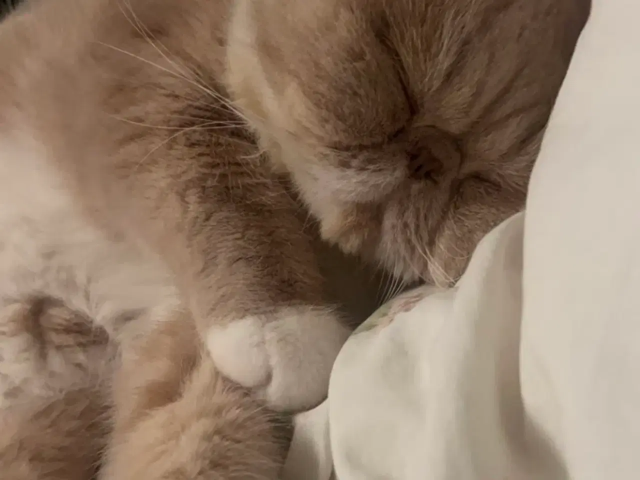 Billede 7 - De to kærligeste perserdrenge søger nye madslave❤️