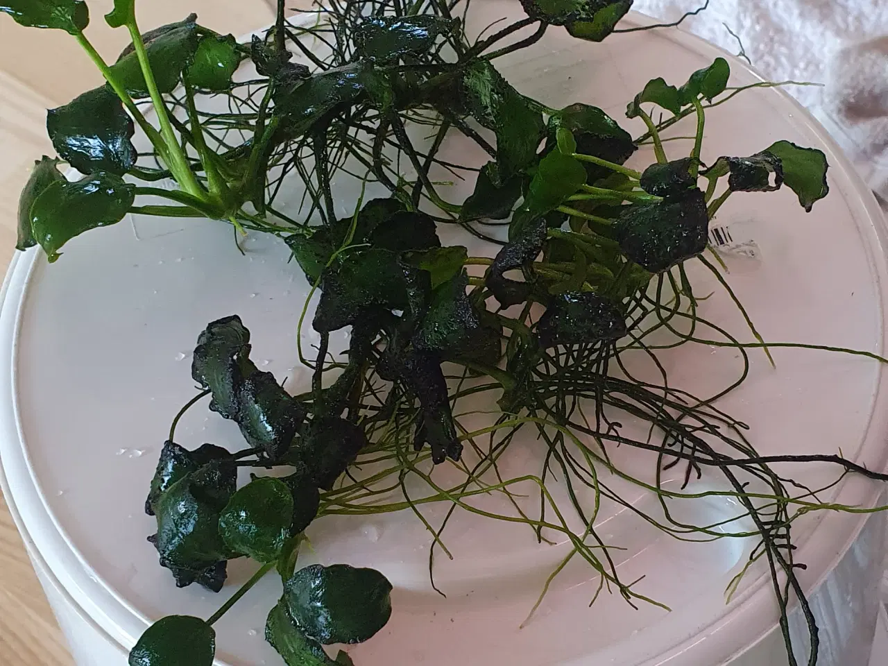Billede 5 - Akvarieplanter. Anubias.