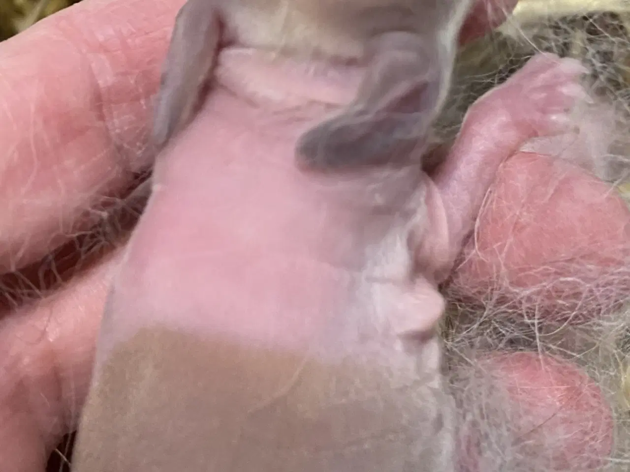 Billede 3 - HOLLÆNDER HAN MADAGASCAR