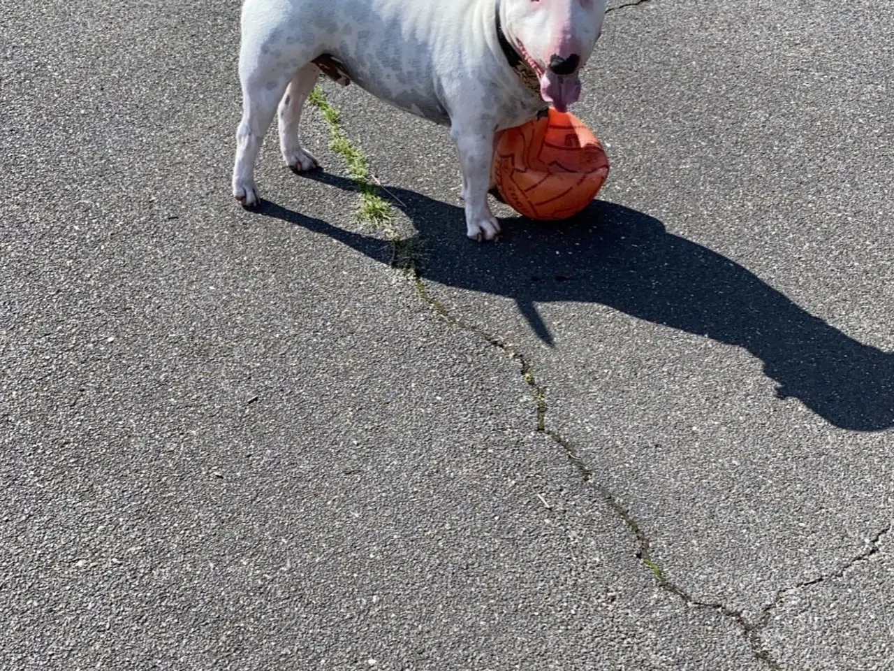 Billede 6 - Hund