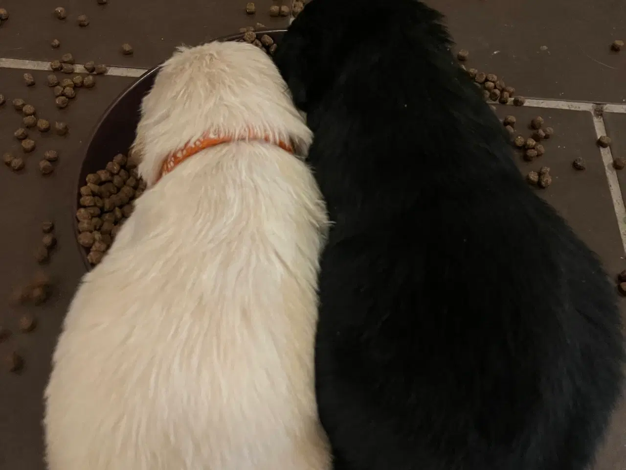 Billede 9 - Familie hunde søger nyt hjem