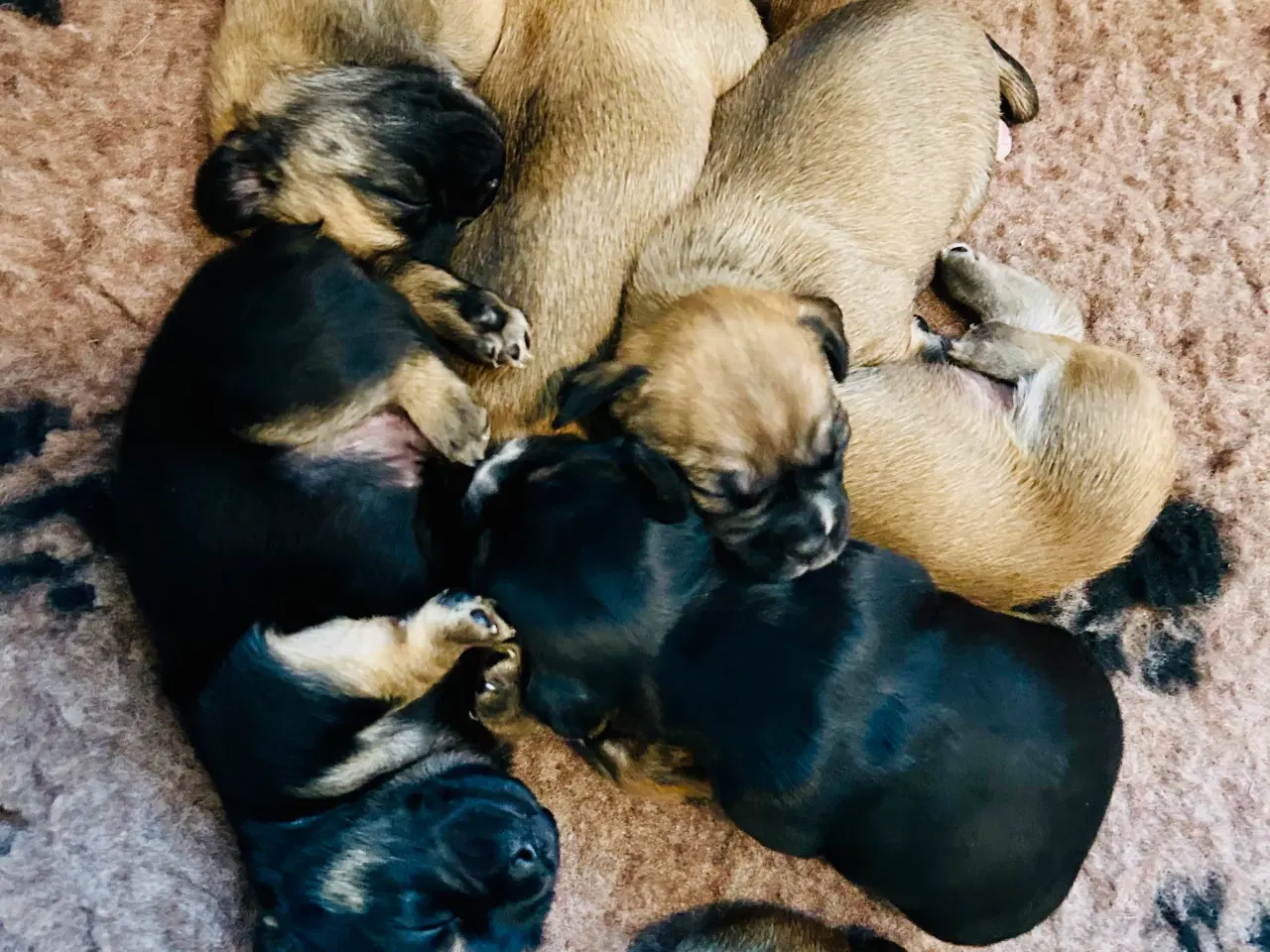 Billede 1 - Bull / Boxer / Beagle Blandnings Hvalpe