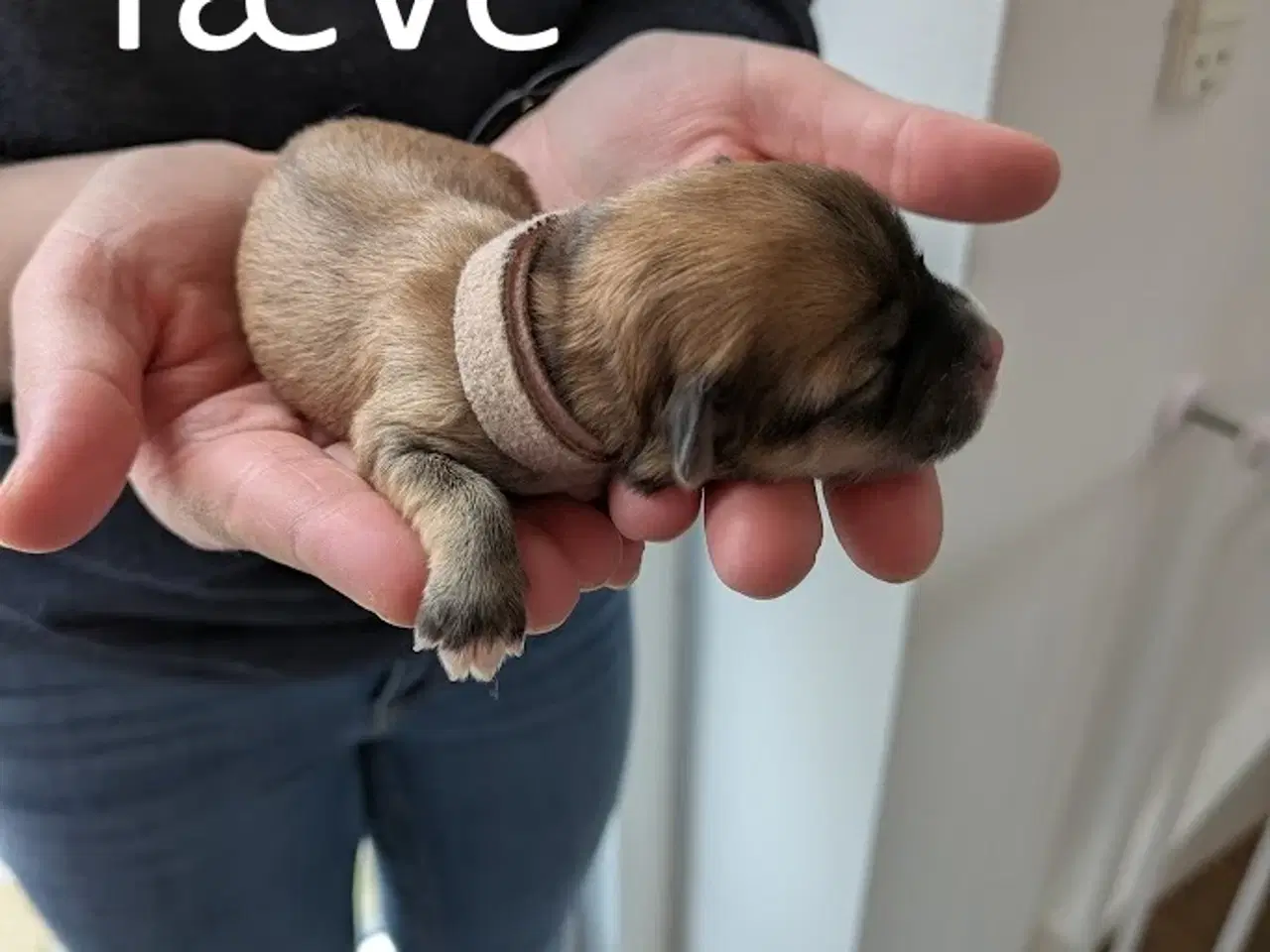 Billede 7 - Familievenlige Bomuldshund/Havanaise × Maltipoo hv