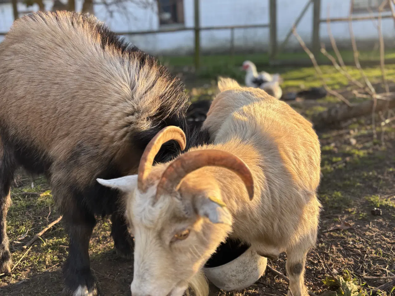 Billede 2 - Dværg geder sælges 