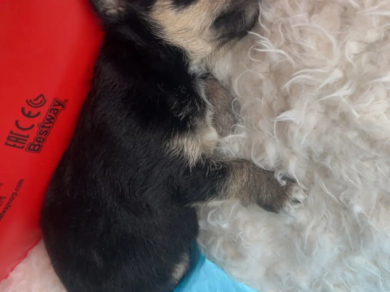 Billede 5 - Chihuahua/yorkshire terrier
