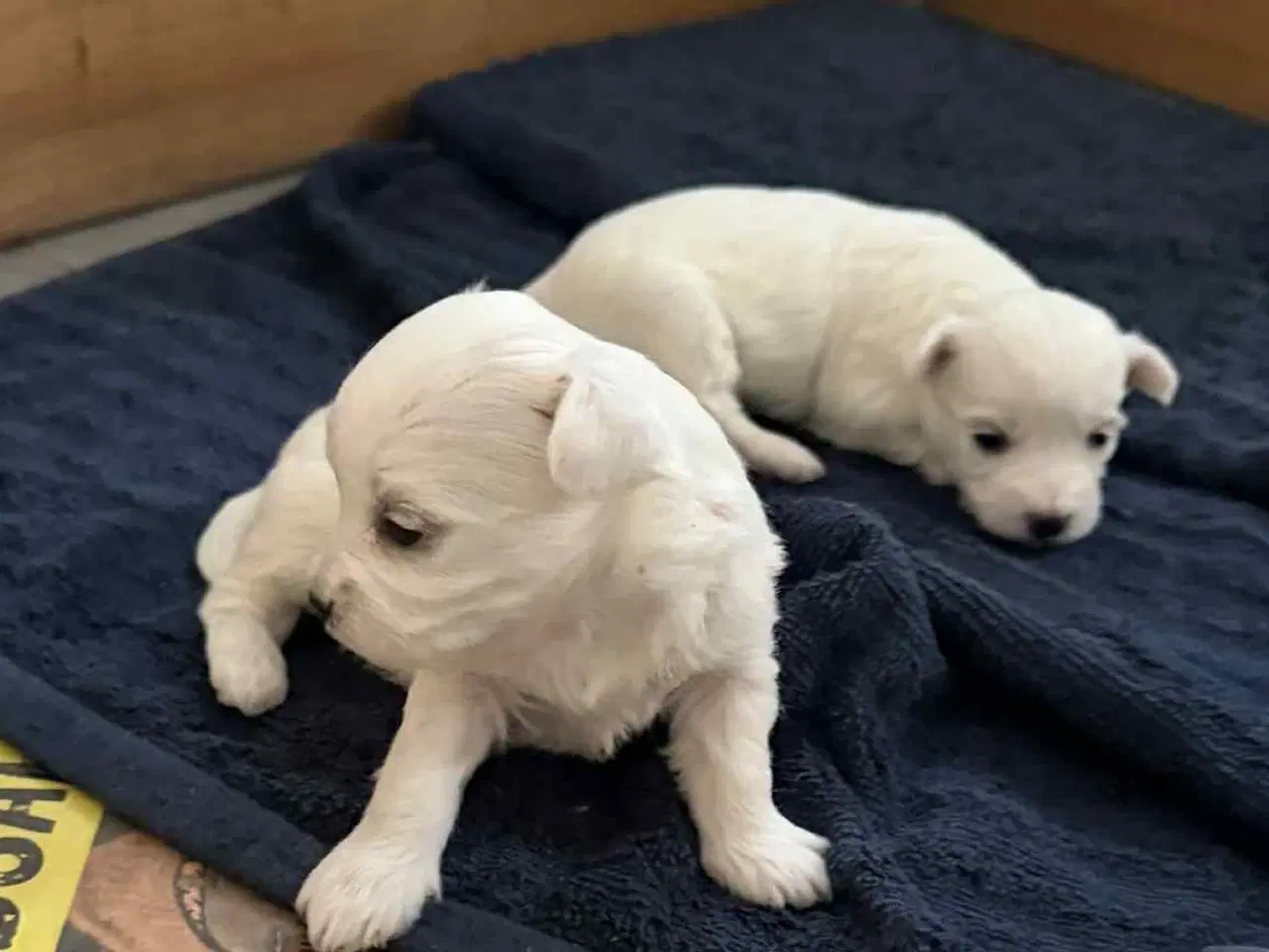 Billede 2 - Skønne Malteser