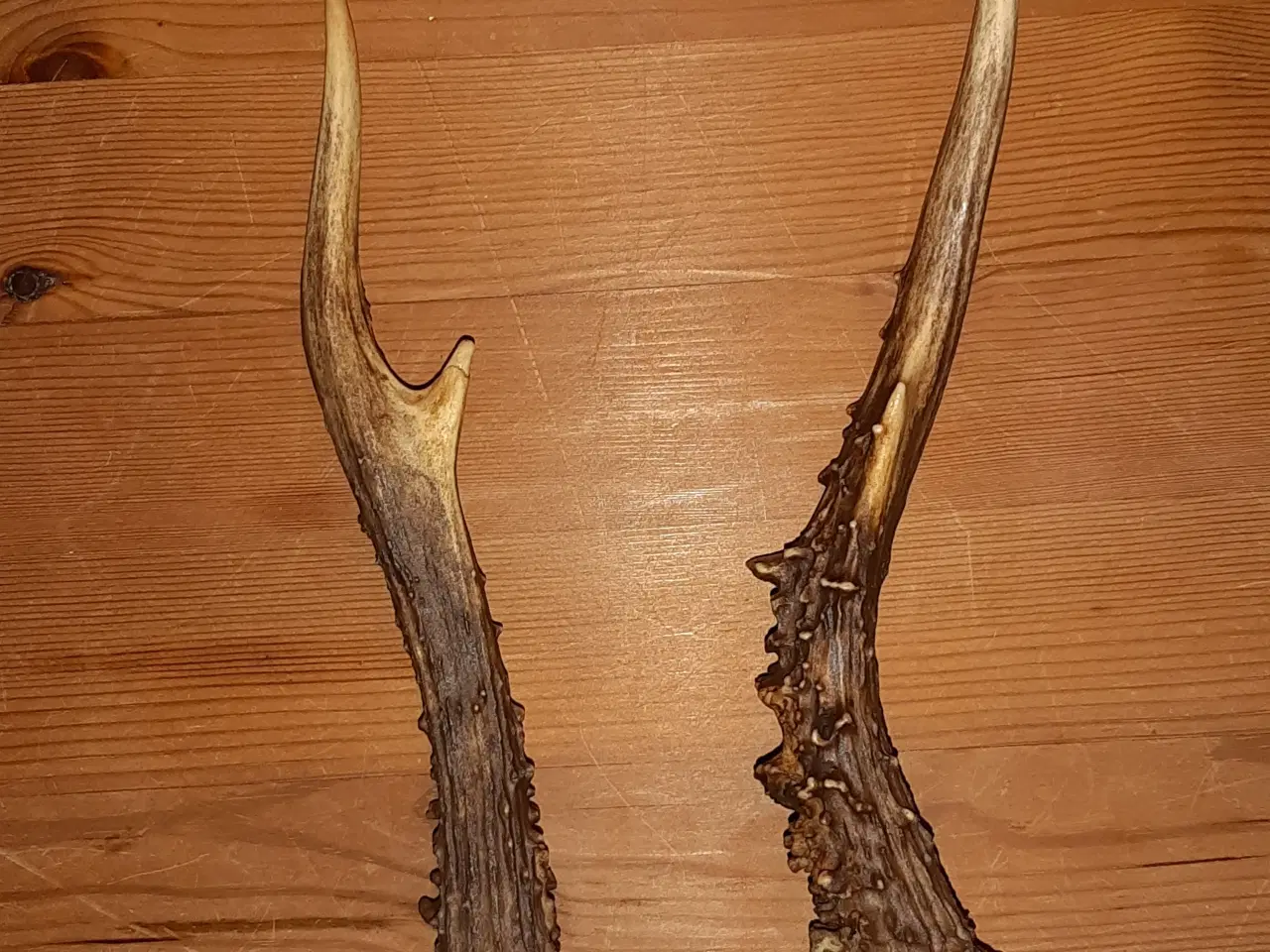 Billede 4 - Rav klumper 36 gram og 9 stk gevir.