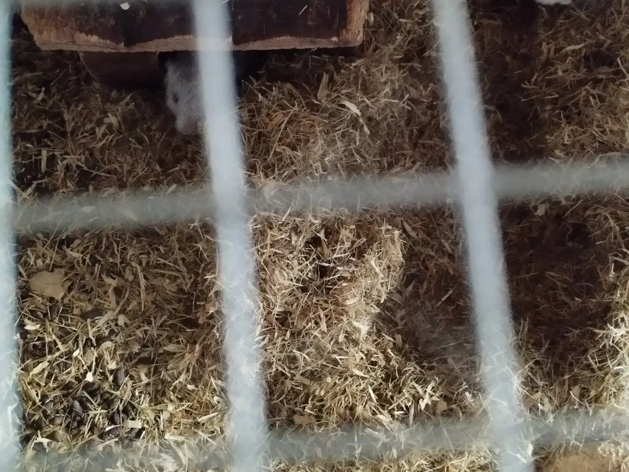 Billede 1 - Ørkenrotte opdræt sælges