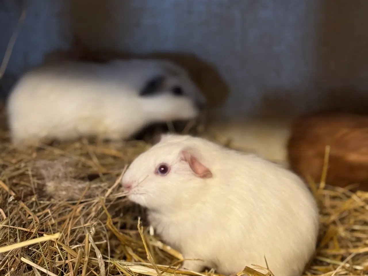 Billede 8 - California Marsvin 