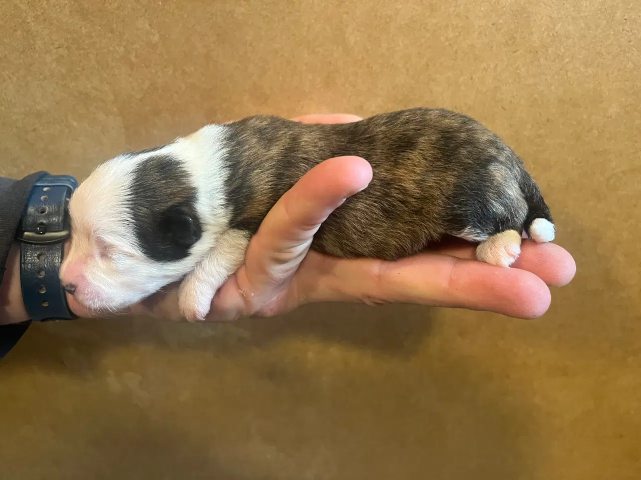 Billede 4 - Kun 2 tilbage nu! Små blandinger