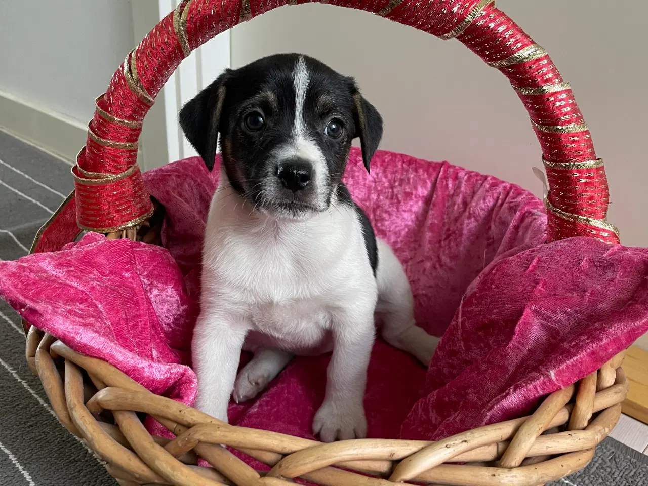 Billede 18 - Dansksvensk Gårdhunde hvalpe