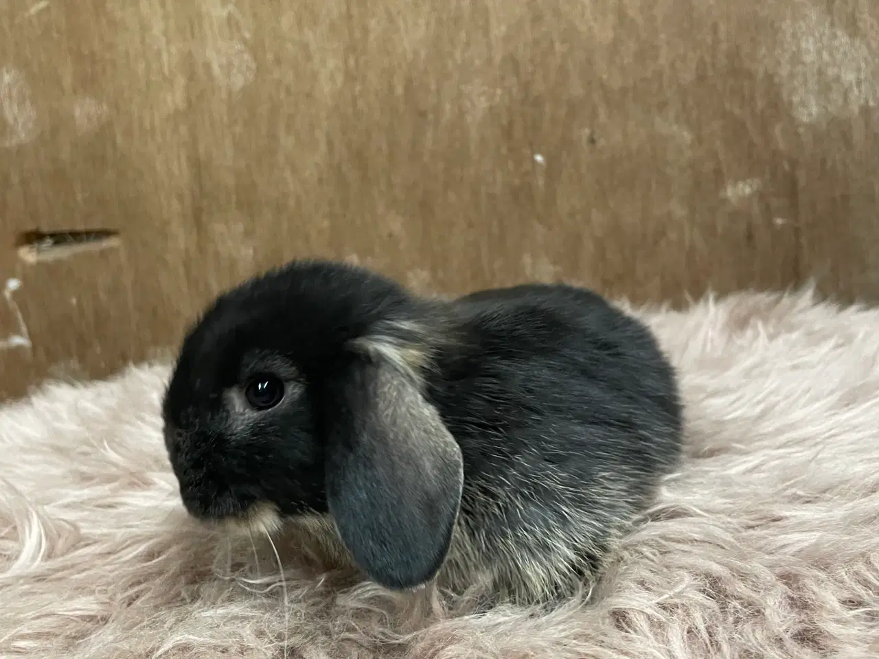 Billede 12 - Minilop unge klar 20/2 (dreng)