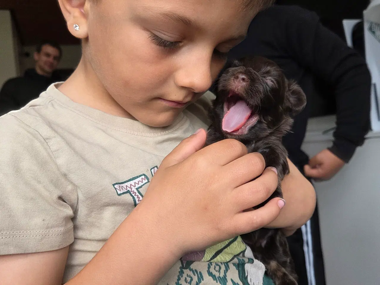 Billede 3 - Bichon havanais hvalpe