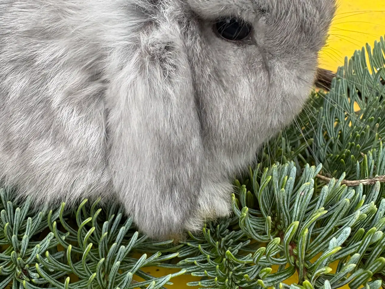 Billede 6 - De sødeste Minilops 