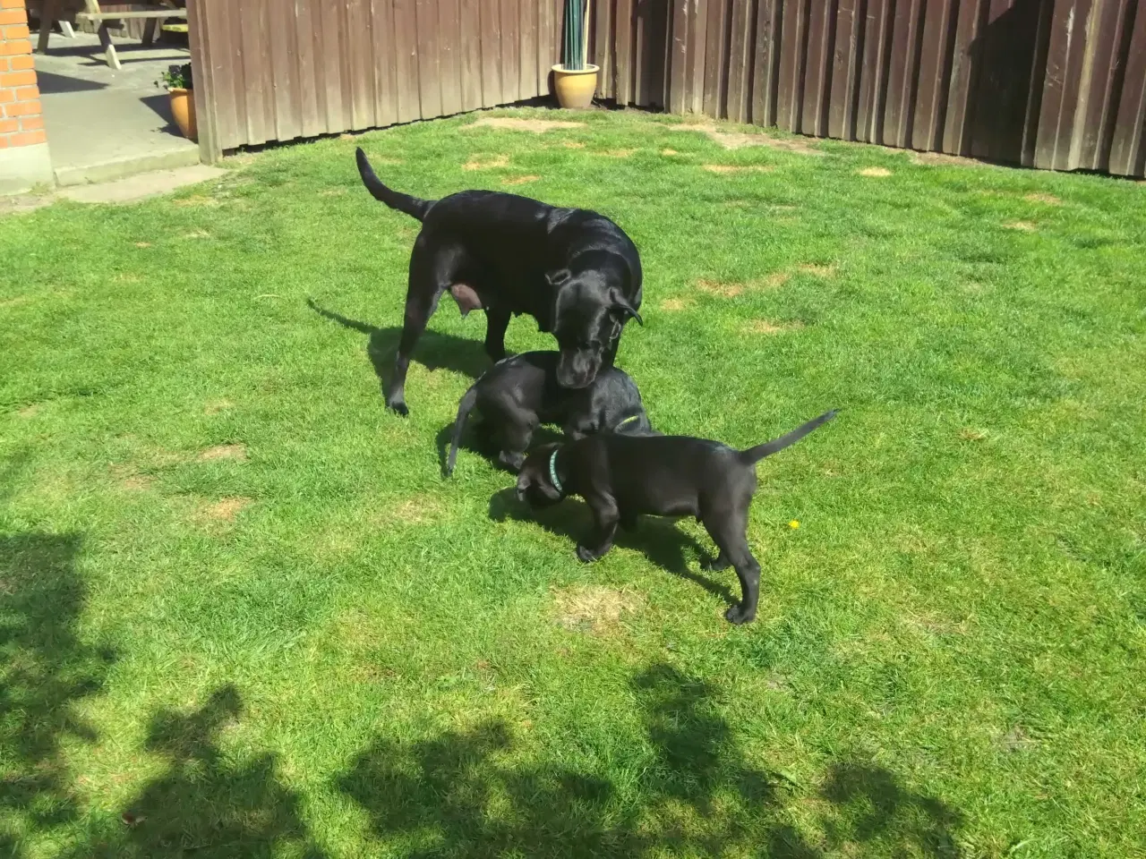 Billede 3 - 2 Stk Labrador retriever F1 sælges