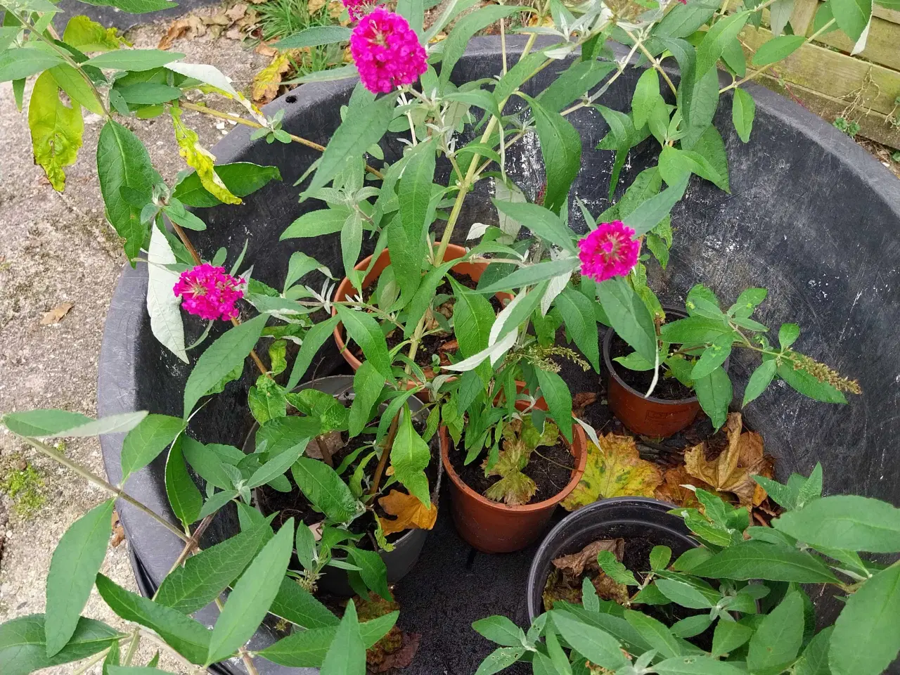 Billede 2 - Sommerfuglbuske