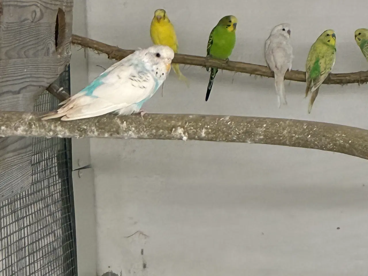 Billede 4 - Undulater