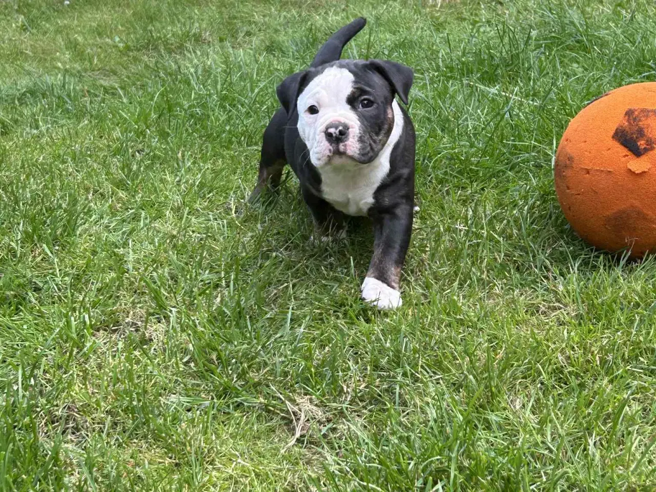 Billede 2 - English bulldog