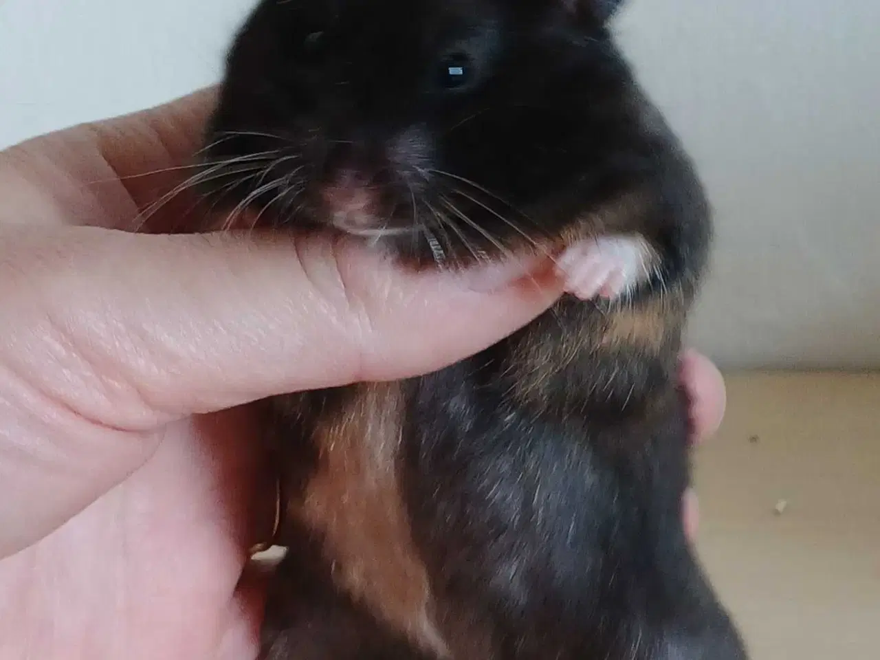 Billede 8 - Guldhamster unger