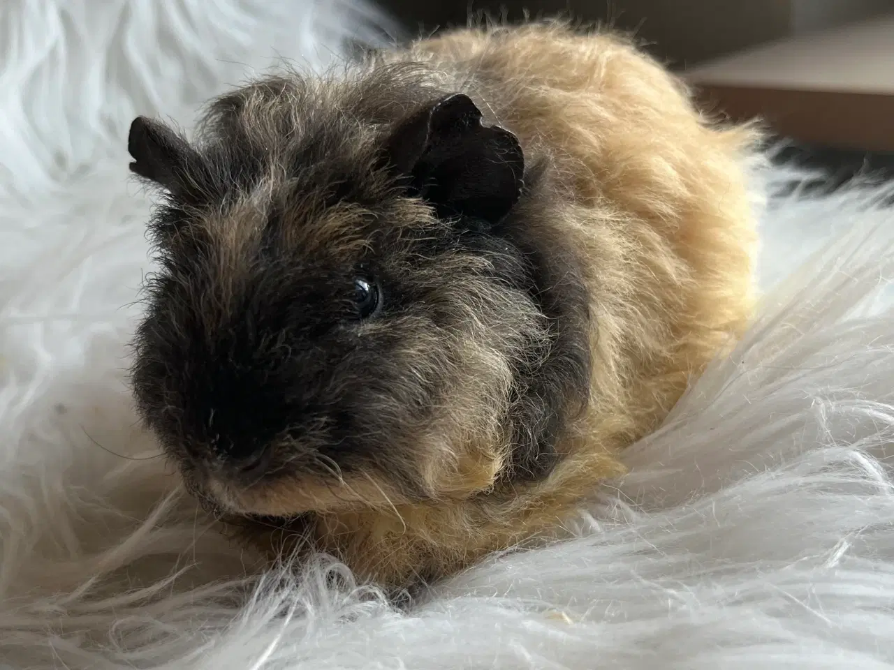 Billede 4 - Hun unge