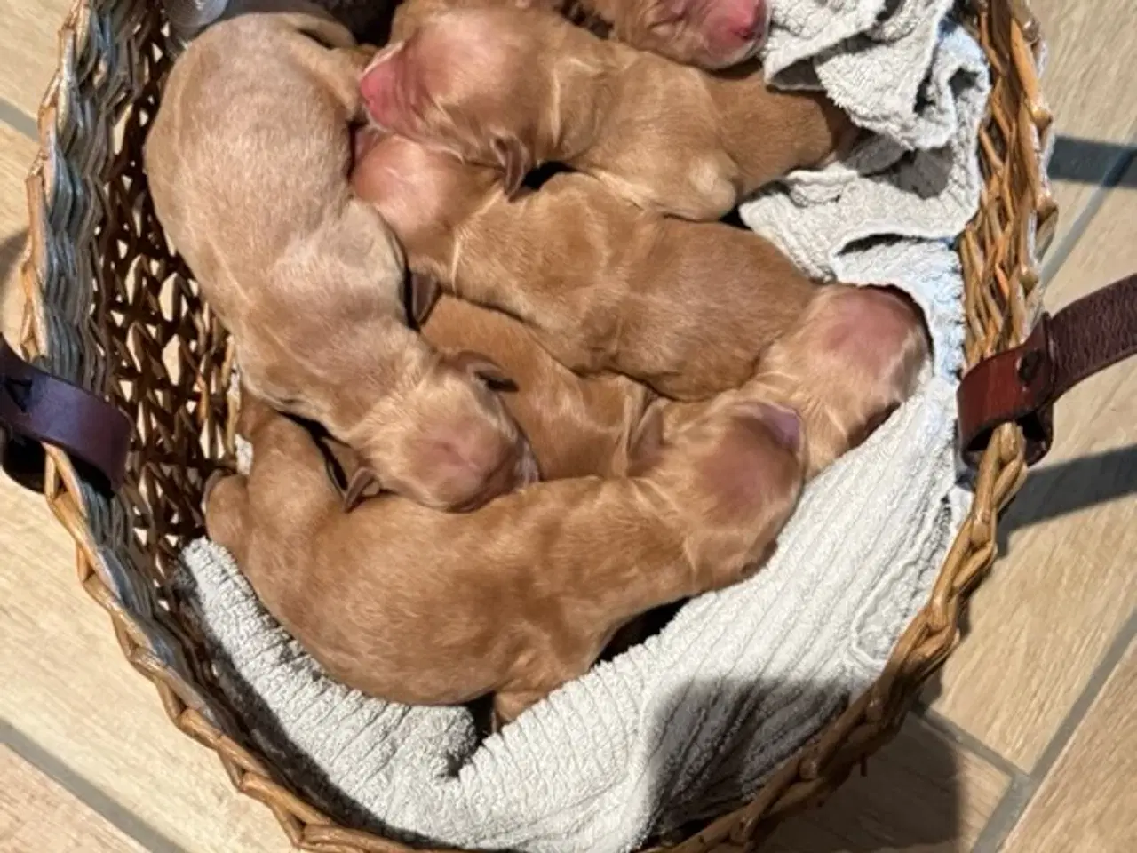 Billede 1 - Golden retriever hvalpe
