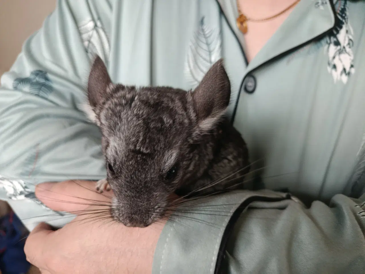 Billede 3 - Chinchilla 