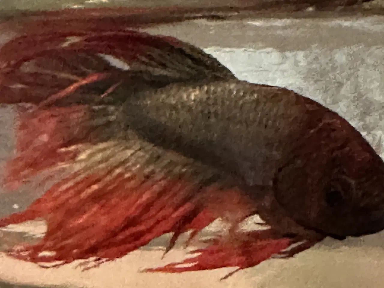 Billede 2 - Crown taill hanner campfisk