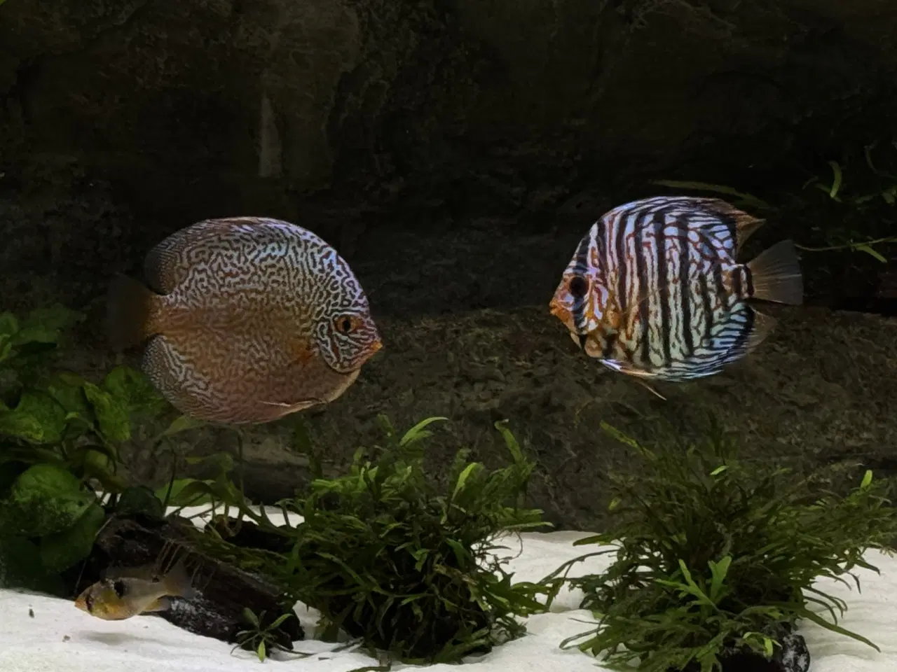 Billede 2 - Discus & Scalare sælges 