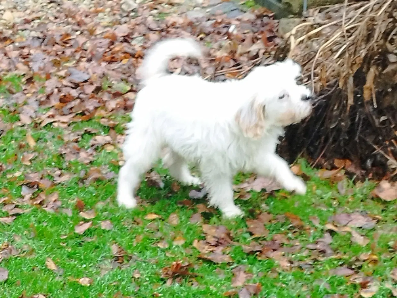 Billede 3 - Cavalier hvalp pige