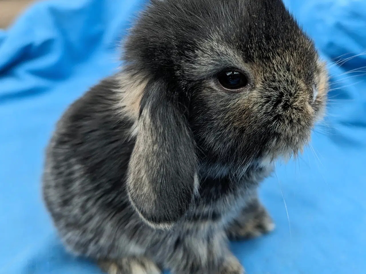 Billede 7 - Minilop kaninunge sælges