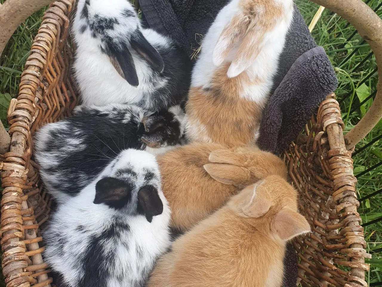 Billede 4 - Kaniner unger 