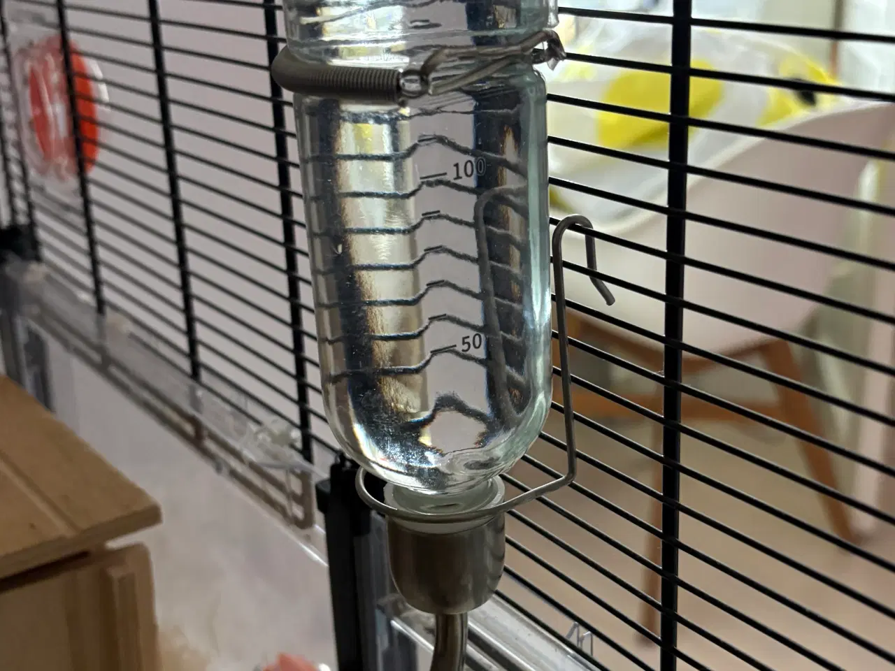 Billede 13 - To Han marsvin og tilbehør 