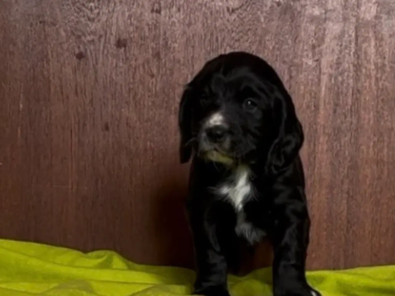 Billede 9 - Working Spaniel (FT)