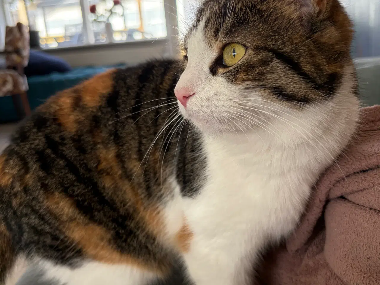 Billede 4 - Sød hun kat søger nyt hjem