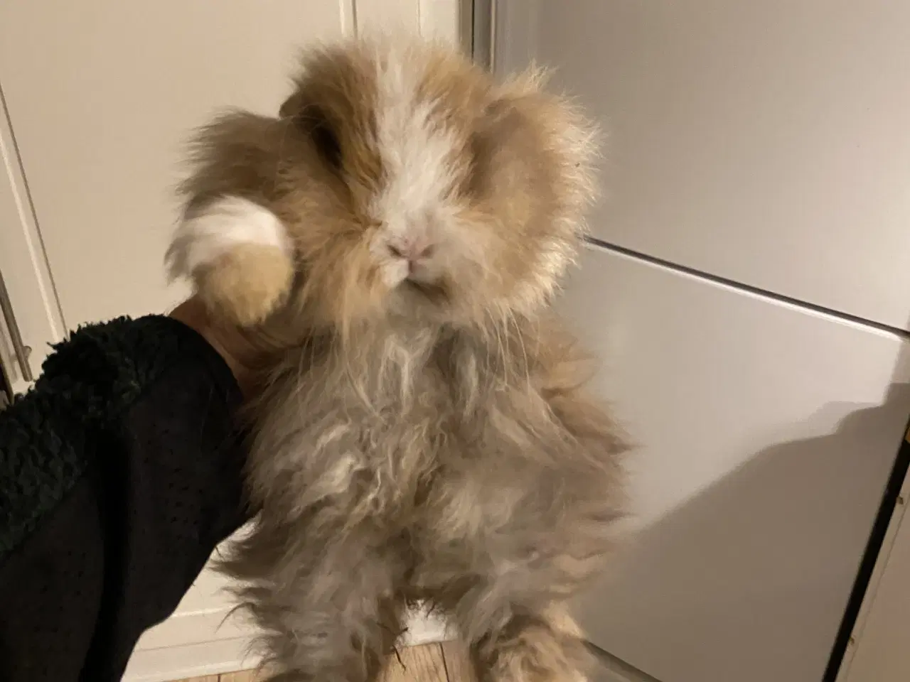 Billede 1 - Fluffy kaninunger fra uge 42