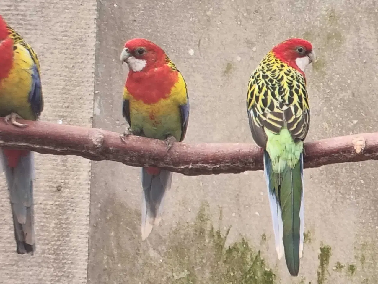 Billede 1 - Rød rosella 