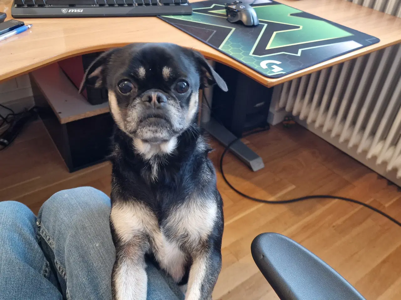 Billede 5 - Hund søger nyt hjem