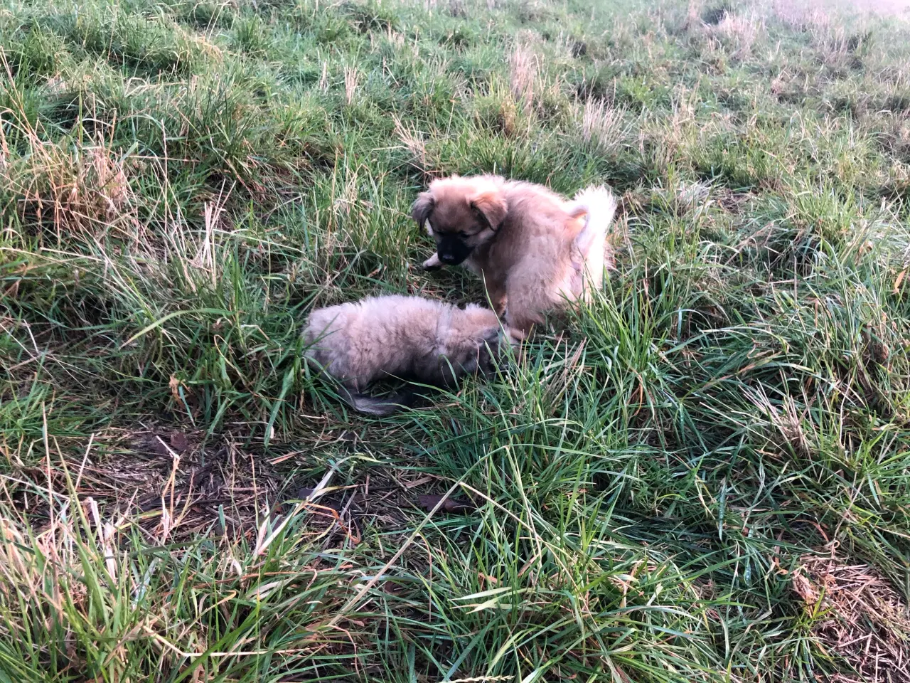 Billede 3 - Russisk toy blanding