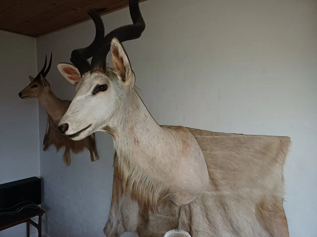 Billede 1 - Skuldermonteret Kudu med backskin