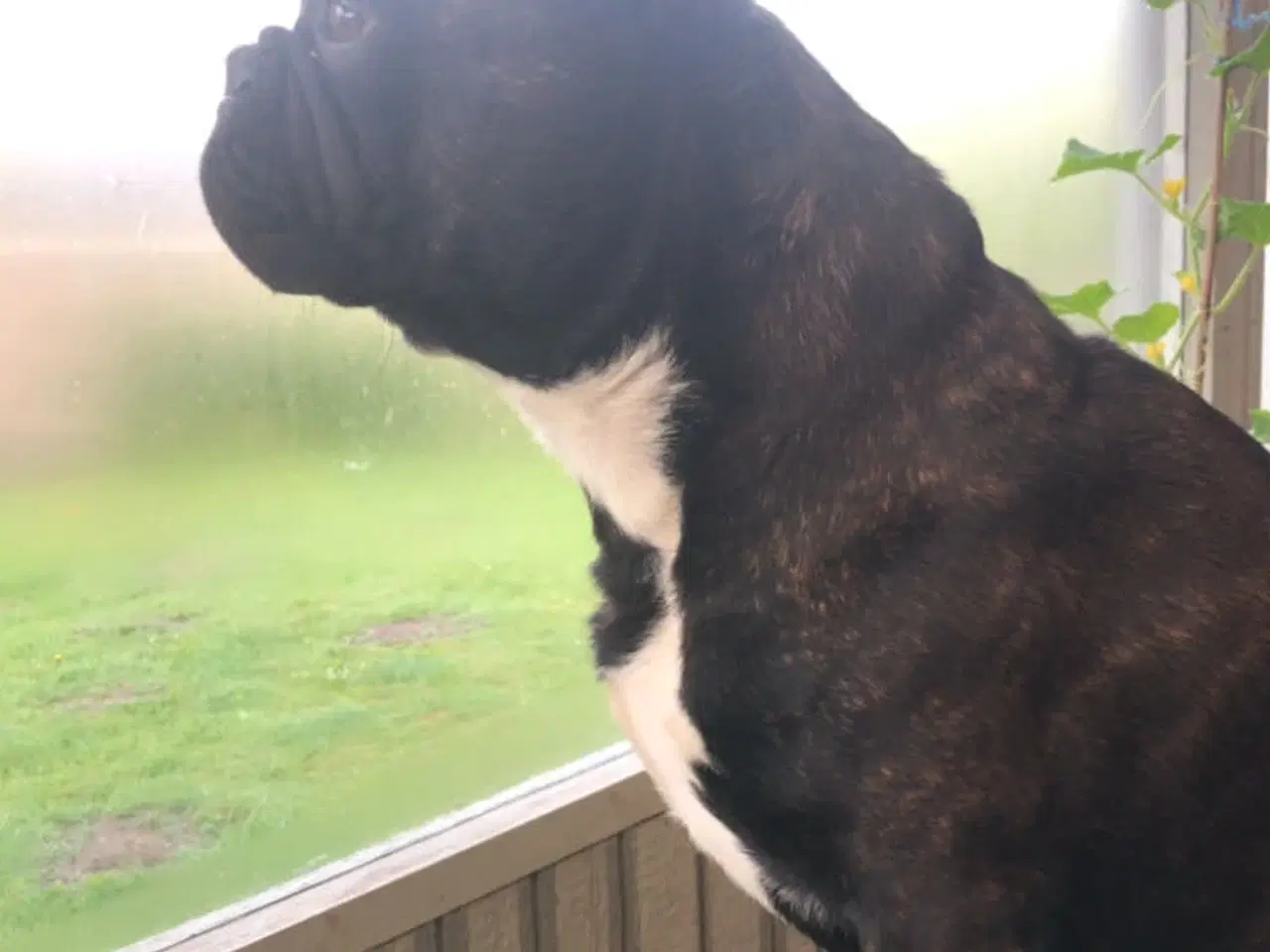 Billede 4 - Fransk bulldog parring