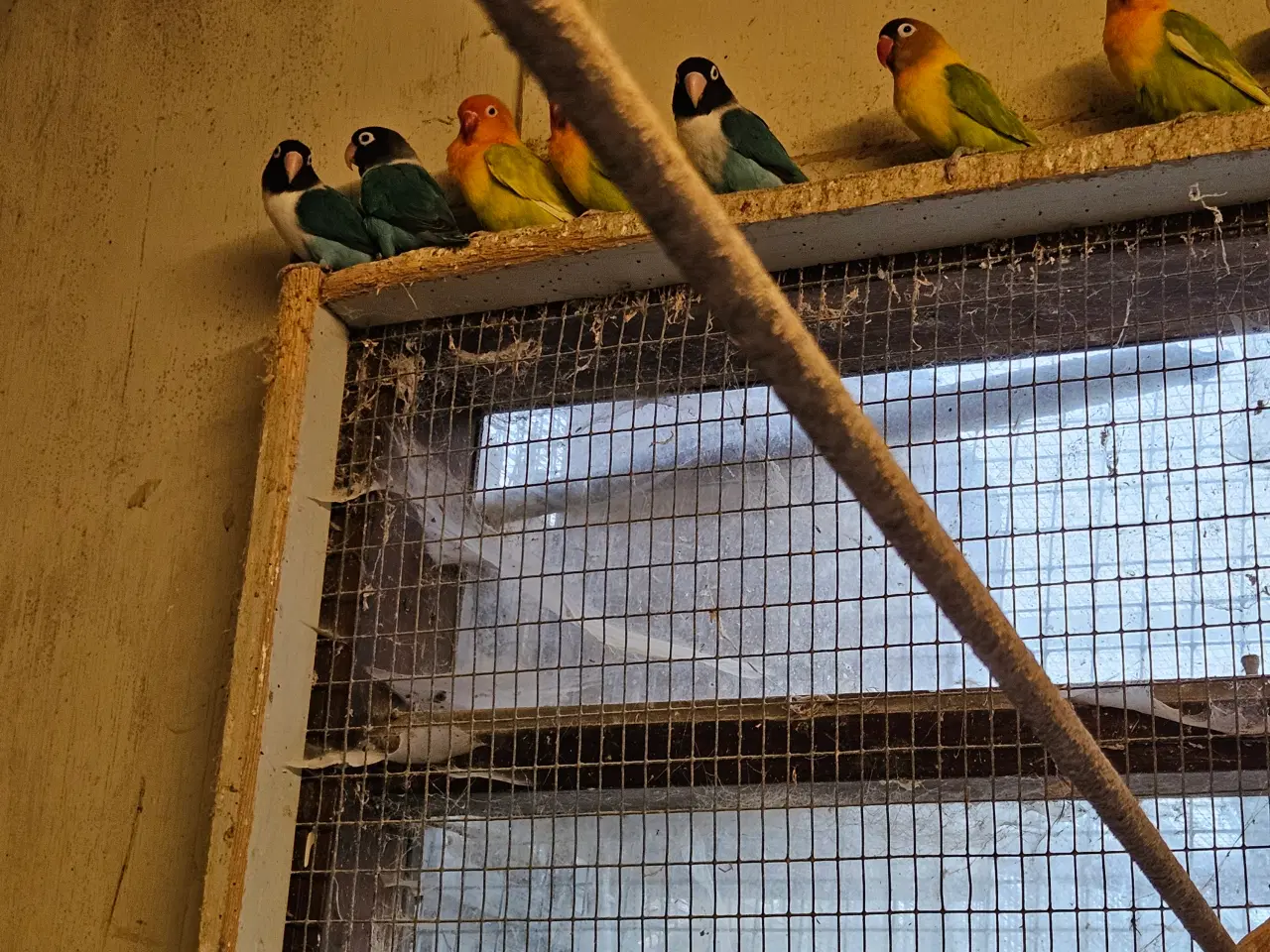 Billede 2 - Sorthovedet Dværgpapegøjer