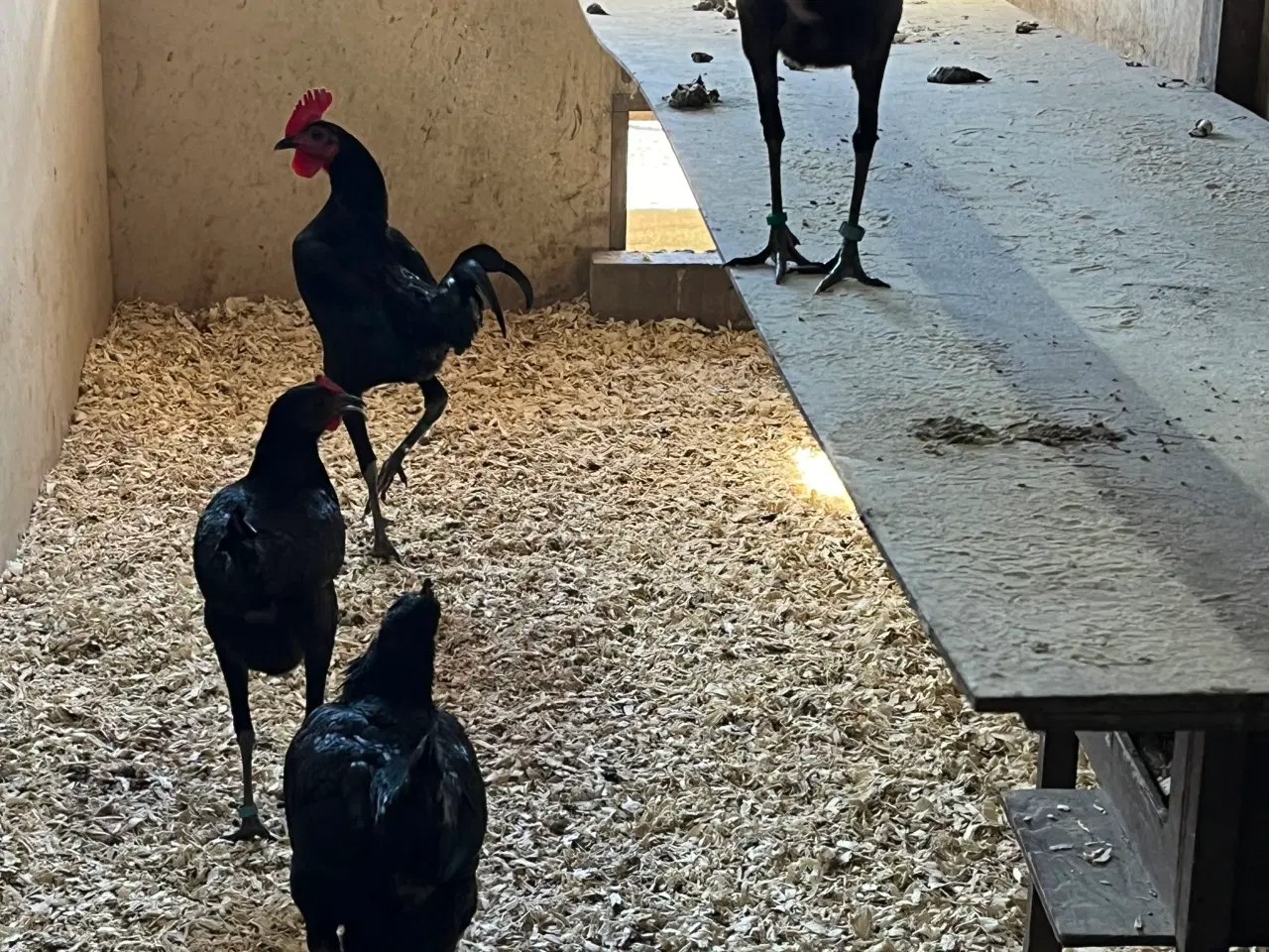 Billede 1 - Dværghøns 