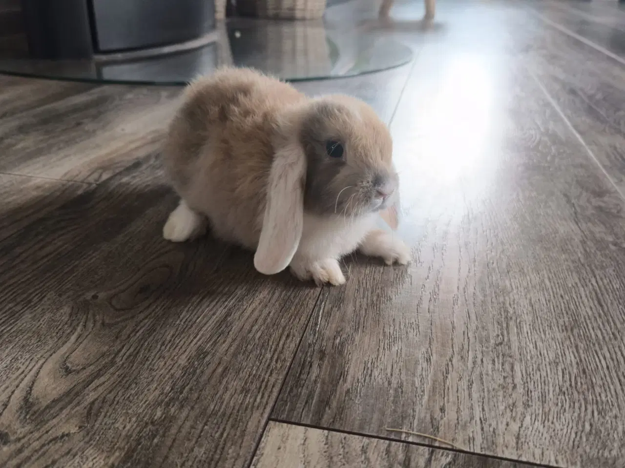 Billede 3 - Sød og kærlig mini lop kaninunge 🐰
