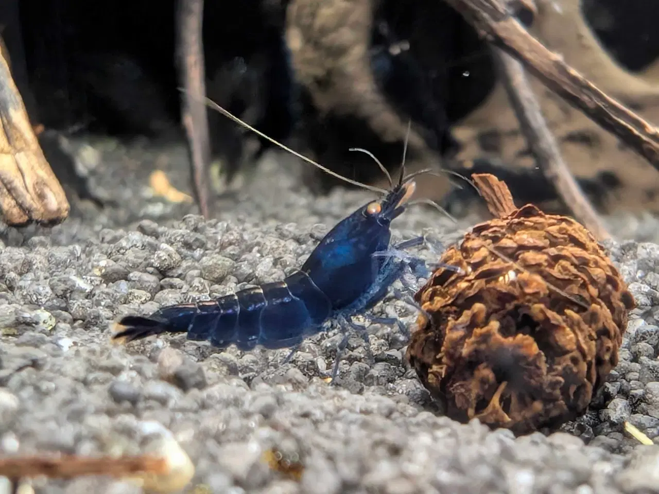 Billede 1 - Caridina Royal Blue Tiger OE reje 