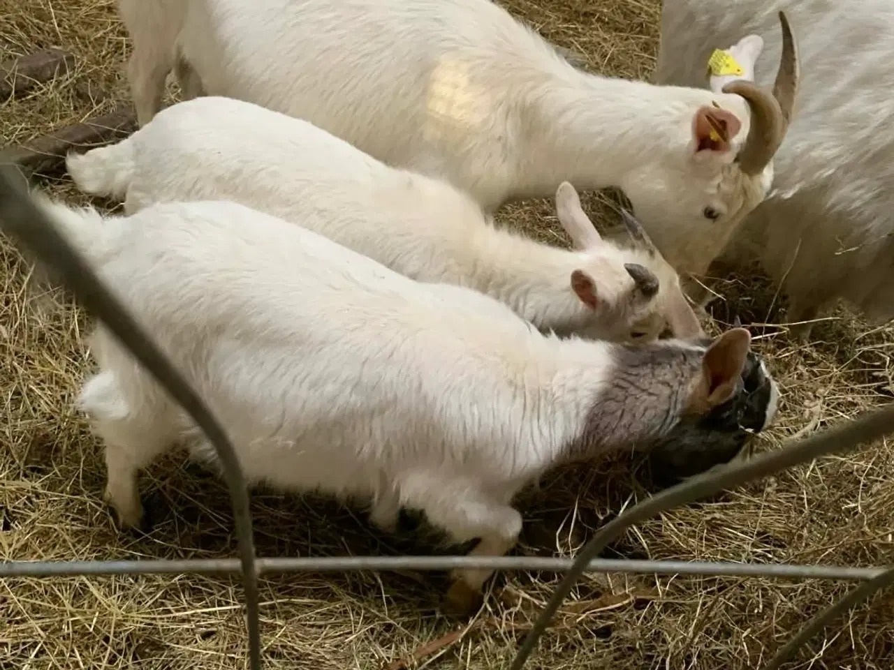 Billede 1 - Mor og to kid søger nyt ⭐️⭐️⭐️⭐️⭐️ hjem