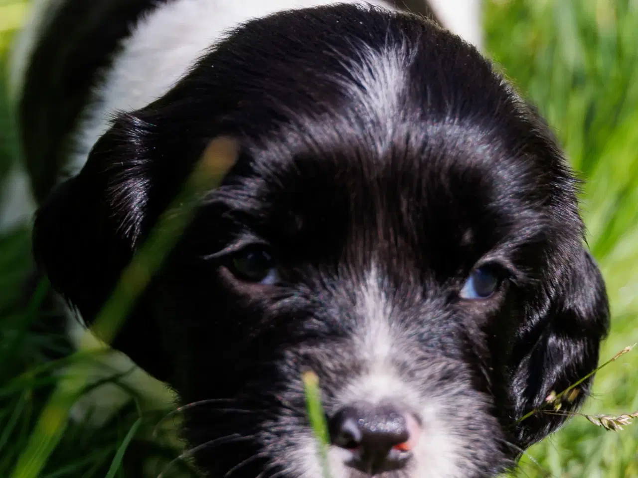 Billede 3 - Skønne jagt og familiehunde