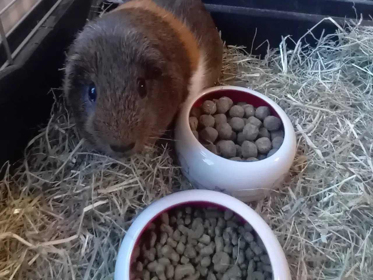 Billede 1 - Han marsvin