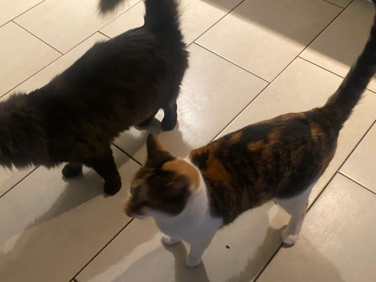 Billede 4 - Katte søger nyt hjem