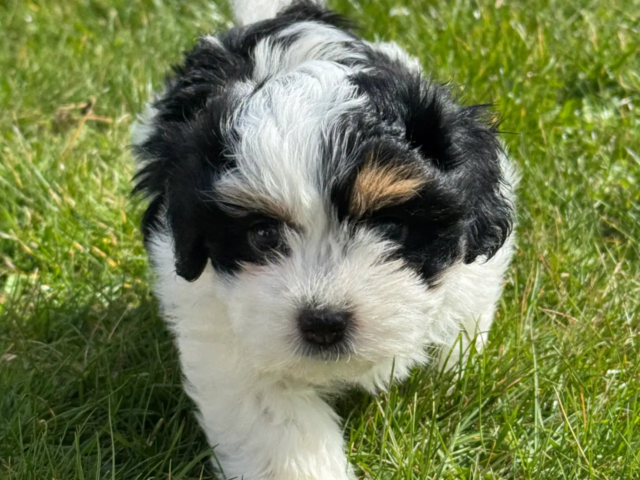 Billede 3 - Bichon Havanais tæve hvalpe med stamtavle 